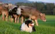 Australian shepherd: upozornění hlídače a věrného společníka